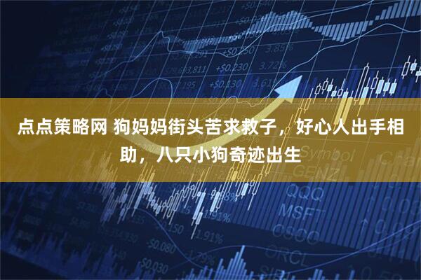 点点策略网 狗妈妈街头苦求救子，好心人出手相助，八只小狗奇迹出生